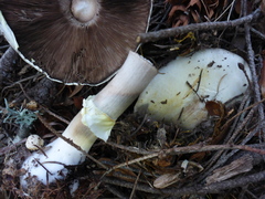 Agaricus cruciquercorum