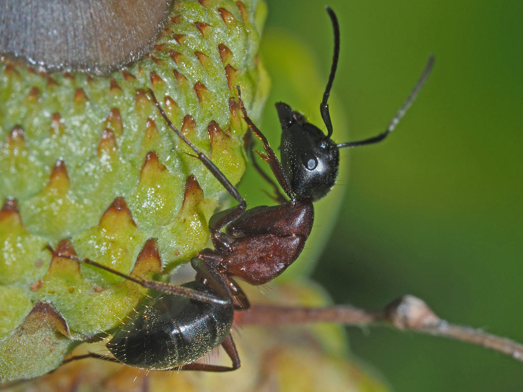 Hercules Carpenter Ant (Ants of Alaska) · iNaturalist