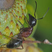 Hercules Ant - Photo (c) Felix Riegel, some rights reserved (CC BY-NC), uploaded by Felix Riegel