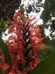 Hedychium coccineum