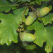 English Oak - Photo (c) Felix Riegel, some rights reserved (CC BY-NC), uploaded by Felix Riegel