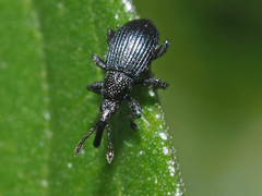 Ceratapion onopordi