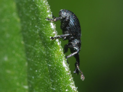 Ceratapion onopordi