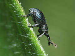 Ceratapion onopordi