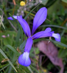 Iris sintenisii