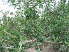 Sideroxylon obtusifolium