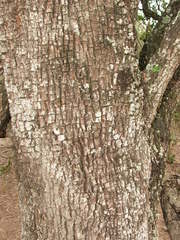 Sideroxylon obtusifolium