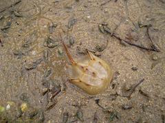 Tachypleus tridentatus