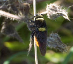 Mallophora ruficauda