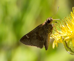 Cymaenes odilia