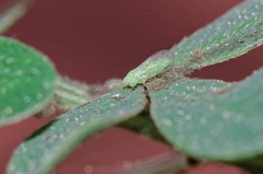 Acizzia jamatonica