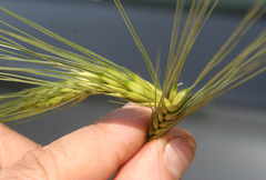 Hordeum