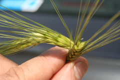 Hordeum