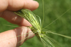 Hordeum