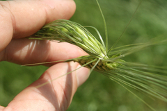 Hordeum