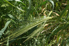 Hordeum