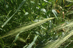 Hordeum