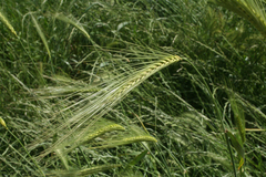 Hordeum