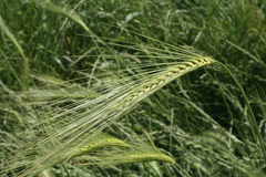 Hordeum