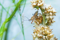 Cosmoclopius nigroannulatus