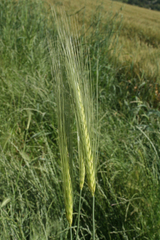 Hordeum