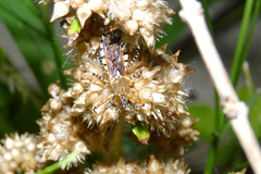 Cosmoclopius nigroannulatus