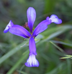 Iris sintenisii