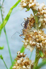 Cosmoclopius nigroannulatus