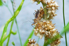 Cosmoclopius nigroannulatus