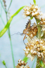 Cosmoclopius nigroannulatus