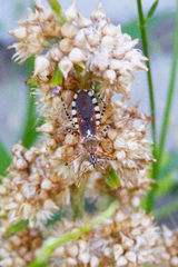 Cosmoclopius nigroannulatus