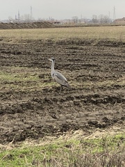Ardea cinerea