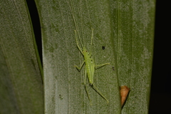 Paraphisis tryonensis