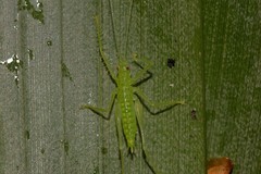 Paraphisis tryonensis