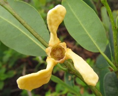 Annona maritima