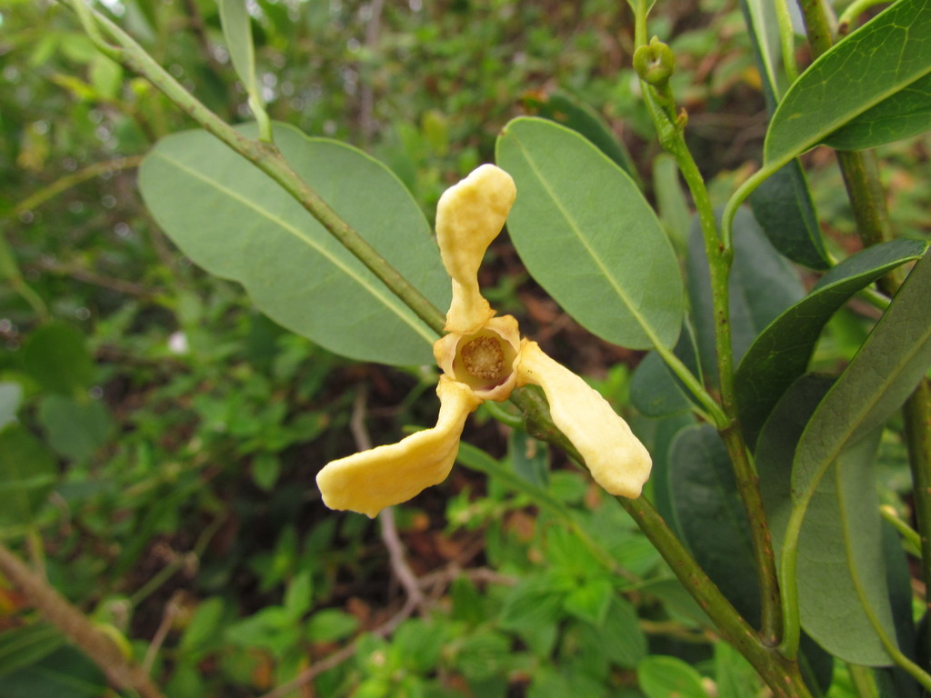 Annona maritima