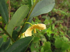 Annona maritima