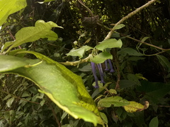 Iochroma cyaneum
