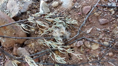 Eriocephalus brevifolius