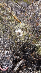 Eriocephalus brevifolius