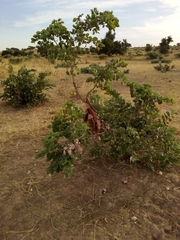 Piliostigma reticulatum