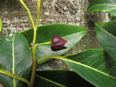 Annona cacans