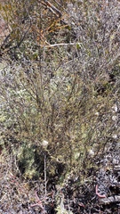 Eriocephalus brevifolius