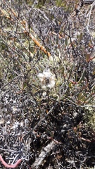 Eriocephalus brevifolius