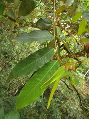 Annona neosericea