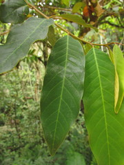 Annona neosericea