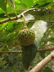 Annona neosericea