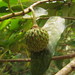 Annona neosericea - Photo (c) Flora de Santa Catarina, some rights reserved (CC BY-NC), uploaded by Flora de Santa Catarina
