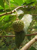 Annona neosericea - Photo (c) Flora de Santa Catarina, some rights reserved (CC BY-NC), uploaded by Flora de Santa Catarina