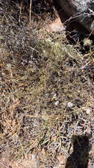 Eriocephalus brevifolius